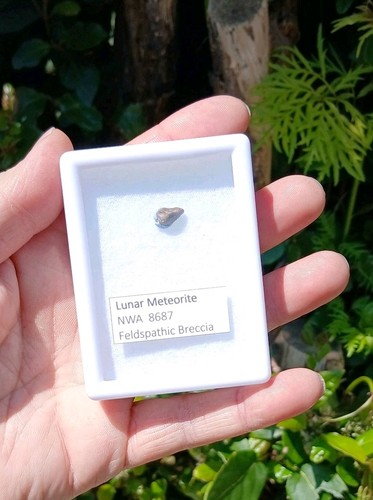 Lunar meteorite nwa 8687 - meteorite,